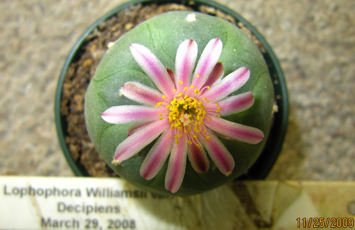 Lophophora Williamsii var. decipiens flower variation